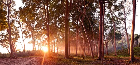 The beach is there. Just beyond the trees. The end of a day.
