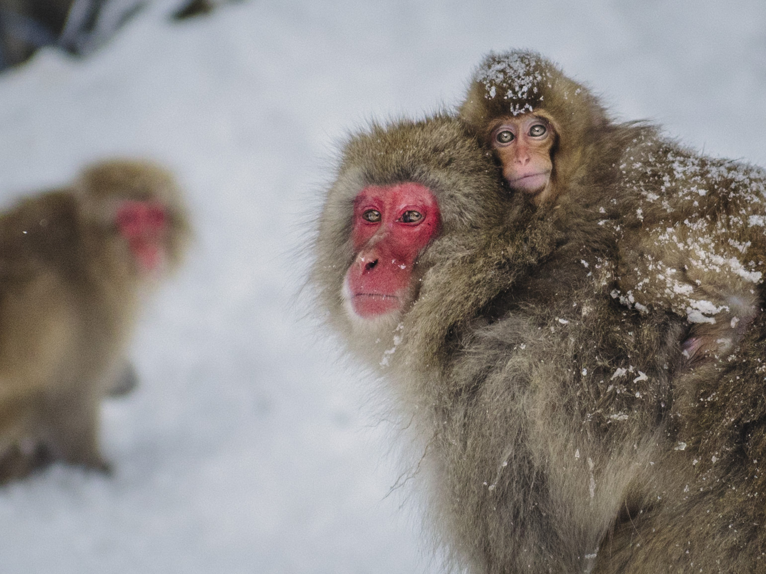 Monkeys Hot Tubbing in Japan – Raïsa Mirza
